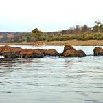 Elephants crossing the river